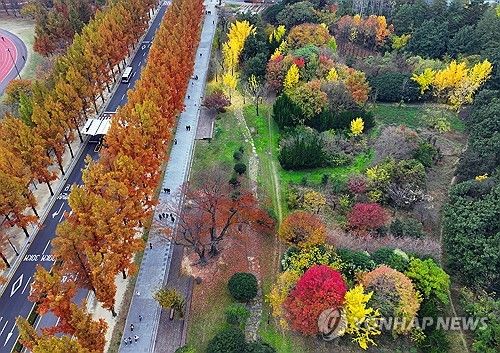 전남대 단풍 절정