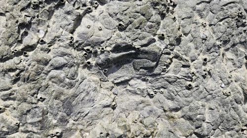 대륵도 공룡 골격 화석