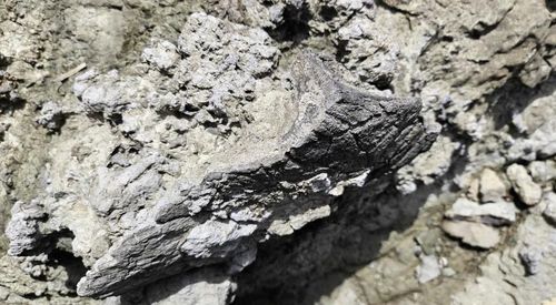 소륵도에서 발견된 공룡 골격 화석