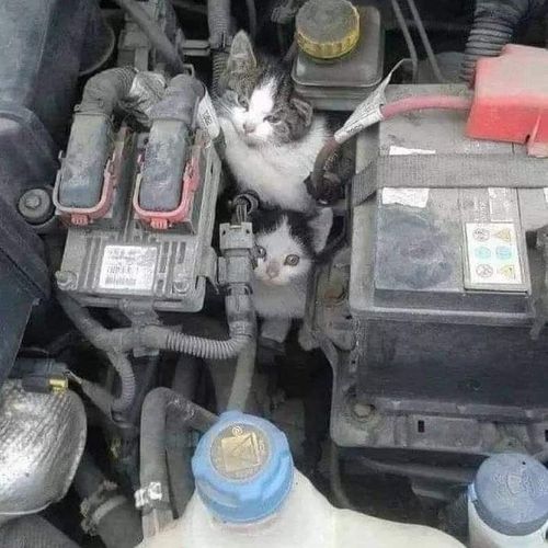 차 내부에 들어가 있는 고양이들