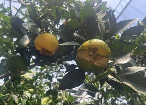 감귤 열과 피해 현상 