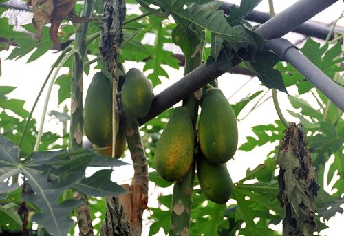 제주에서 재배한 파파야