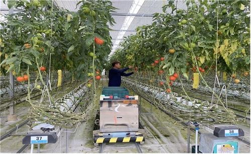 스마트팜 작업자 추종 운반로봇 시범사업