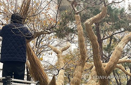 겨울옷 입는 가로수