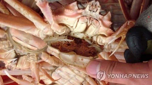 해경이 압수한 불법 포획 대게
