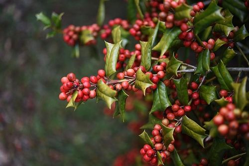 호랑가시나무 열매