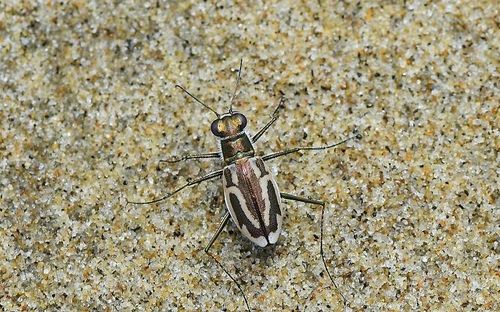 신안 섬에 서식하는 곤충