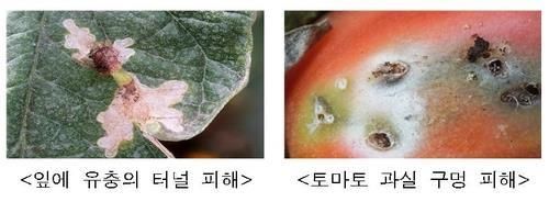 토마토뿔나방 피해