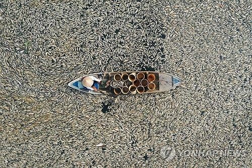물고기 떼죽음