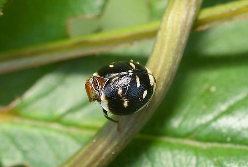 신안 섬에 서식하는 곤충