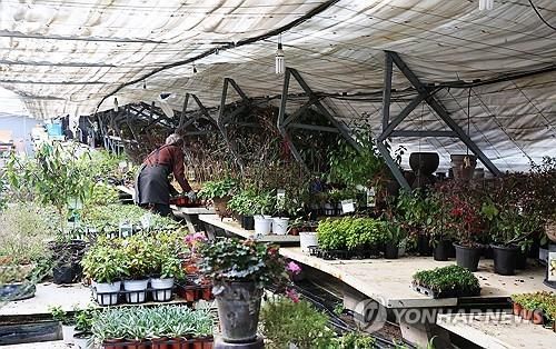 폭설에 주저앉은 비닐하우스