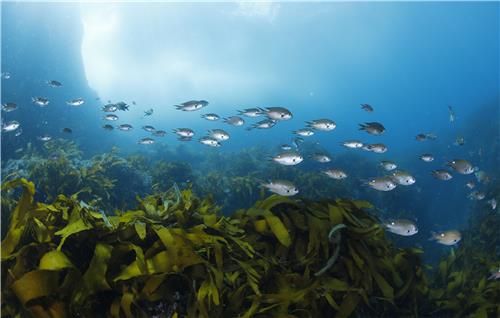국립공원공단 '함께 해(海) 국립공원 온라인 화보집'에 실린 감태와 자리돔 모습. [국립공원공단 제공. 재판매 및 DB 금지]