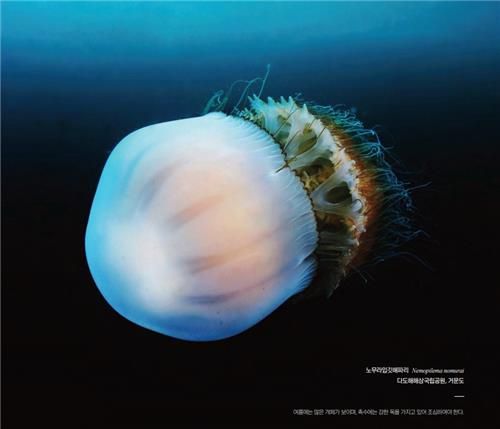 국립공원공단 '함께 해(海) 국립공원 온라인 화보집'에 실린 '노무라입깃해파리'. [국립공원공단 제공. 재판매 및 DB 금지]