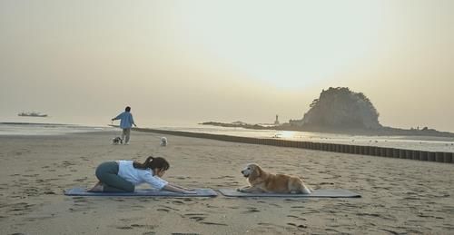 꽃지해수욕장에서 반려인이 개와 함께 요가를 즐기는 모습