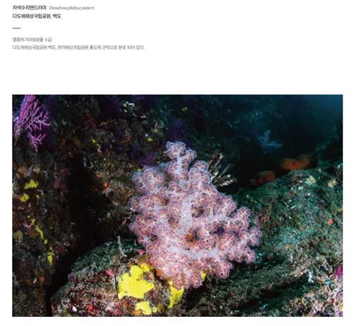 국립공원공단 '함께 해(海) 국립공원 온라인 화보집'에 실린 자색수지맨드라미. [국립공원공단 제공. 재판매 및 DB 금지]