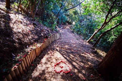 지심도 동백 산책로