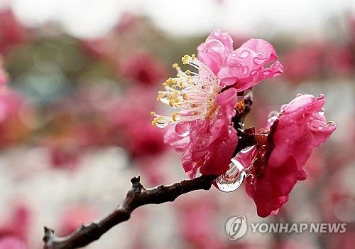 봄비 머금은 매화