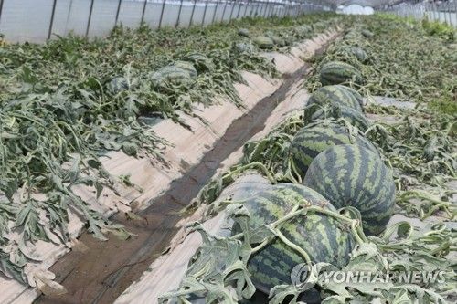 빗물로 침수된 수박 비닐하우스