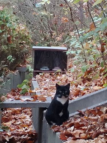 길고양이 급식소