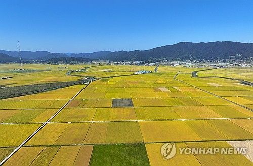 황금빛으로 물든 농촌