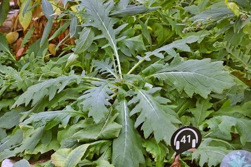 물엉겅퀴 [사진/조보희 기자]