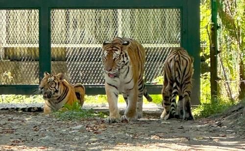 대전오월드 백두산호랑이 삼남매