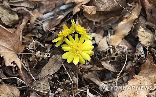 포근한 날씨에 활짝 핀 복수초