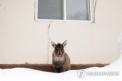 산양의 힘든 겨울나기