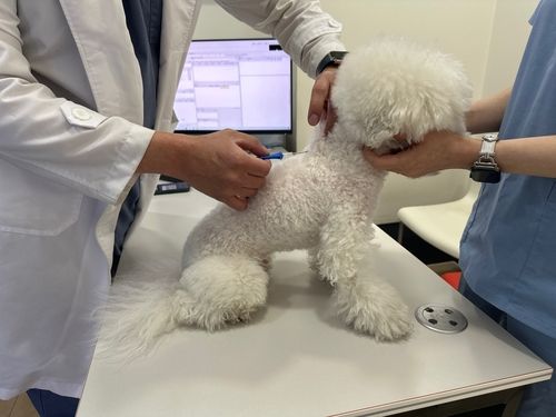 마이크로칩 내장형 동물등록 시술 받는 강아지