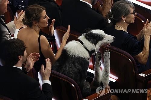 아카데미 시상식에 참석한 견공 메시