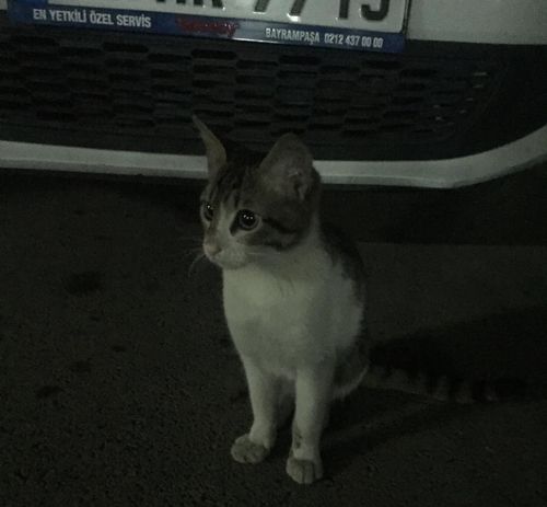 새끼 때 에로스의 모습