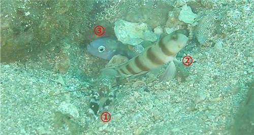 한 굴에 있는 호랑무늬딱총새우(1번)과 호랑무늬딱총새우(2번), 청황문절(3번). [국립생물자원관 제공. 재판매 및 DB 금지]