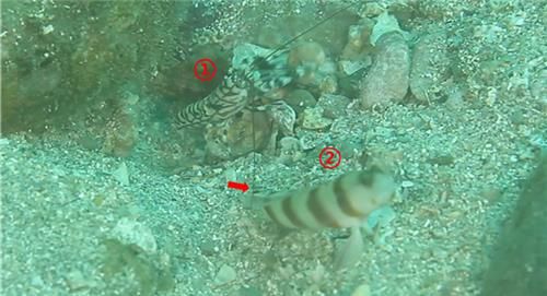 호랑무늬딱총새우(1번)가 굴을 보수하는 동안 붉은동갈새우붙이망둑(2번)이 포식자가 없는지 감시하는 모습. [국립생물자원관 제공. 재판매 및 DB 금지]