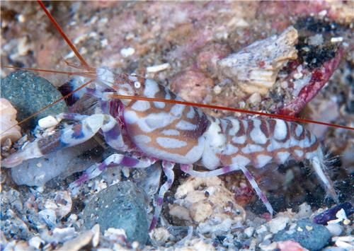 제주 서귀포시 연안에서 발견된 호랑무늬딱총새우. [국립생물자원관 제공. 재판매 및 DB 금지]