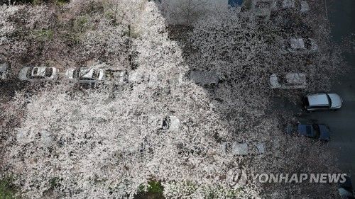 남천삼익비치 벚꽃 터널