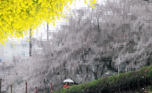 비가 오는 날 온천천 벚꽃과 유채꽃
