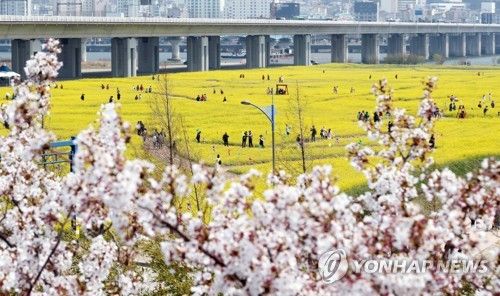 분홍 벚꽃 가고 노란 유채꽃 세상