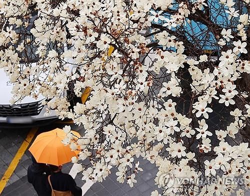 목련 아래로 우산 쓴 시민이 지나가고 있다. [연합뉴스 자료사진]