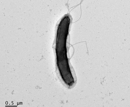 미생물 '스포로무사 스패로이데스'. [국립생물자원관 제공. 재판매 및 DB 금지]