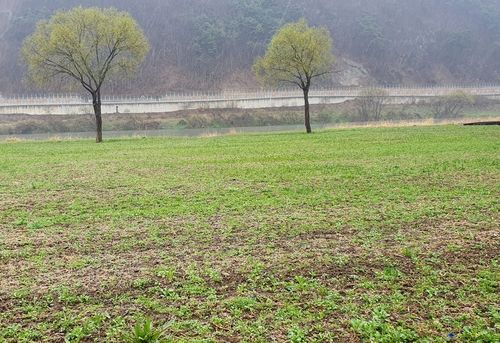 궂은 날씨로 자라지 않는 금강 둔치 유채 