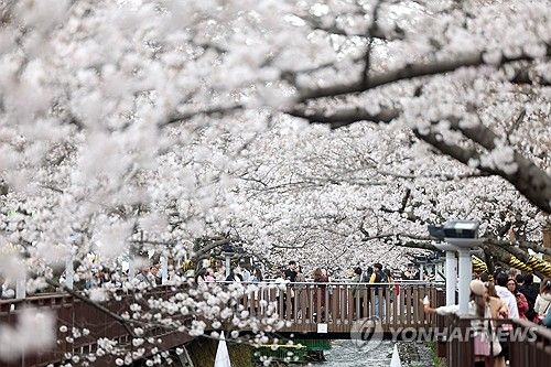 진해 여좌천 벚꽃 활짝