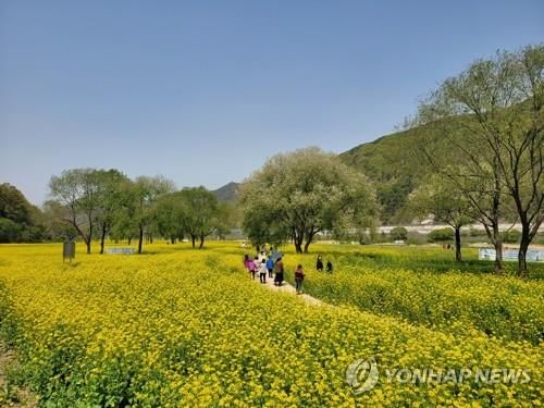 지난해 4월 금강 둔치 유채꽃밭