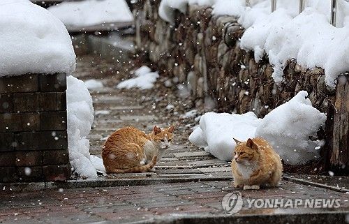 아직 여기는 겨울이야옹