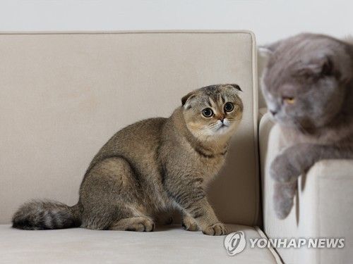 고양이(사건과 관련 없는 자료사진)
