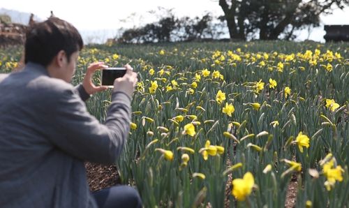 노랗게 물든 거제 공곶이