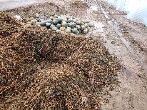 수확 포기 상태에 놓인 수박