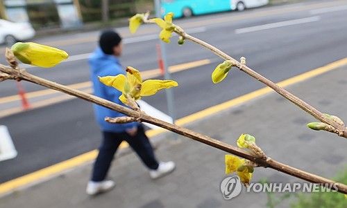 개나리 피는 제주