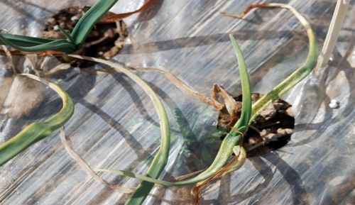 노균병에 걸린 양파