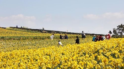 수선화 축제 장면