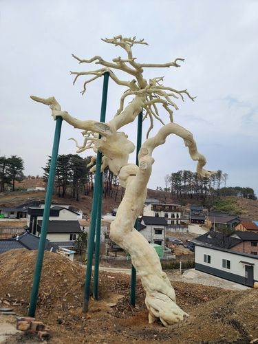 산불로 고사한 소나무